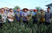 Panen Padi Gogo di Meranti Pandak
