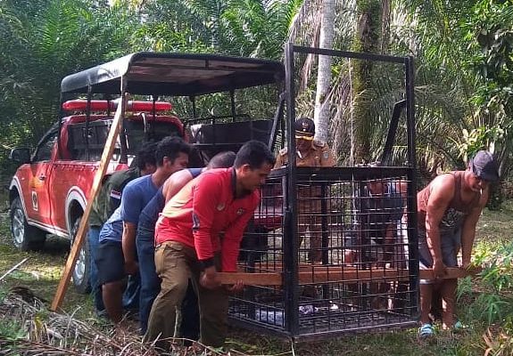 Cegah Konflik, BBKSDA Riau Pancing Beruang Madu dengan Cempedak Hingga Sarden