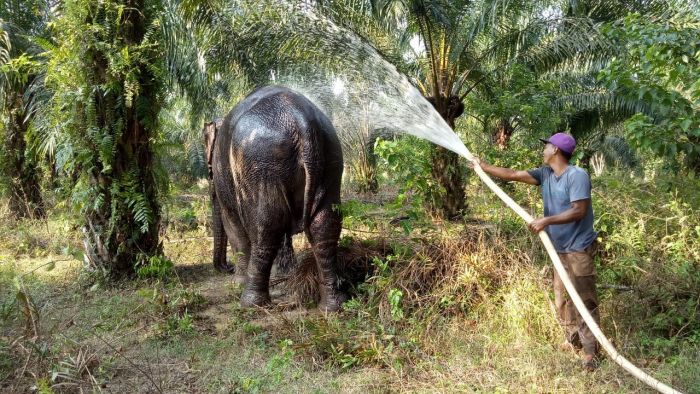 BBKSDA Riau Evakuasi Gajah Tunggal di Desa Melayu Besar Kota
