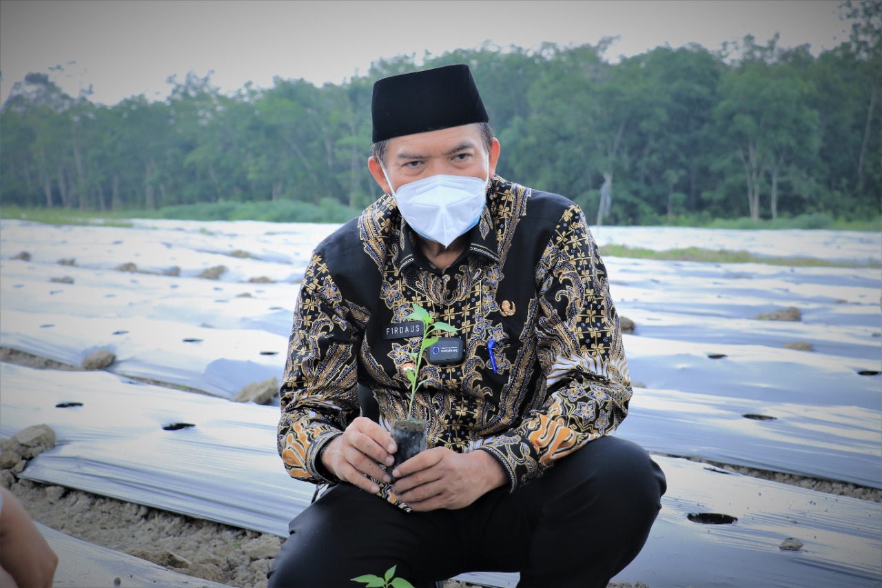 Kendalikan Inflasi Daerah Kota Pekanbaru, PT SPP On Farm Cabai 10 Hektar