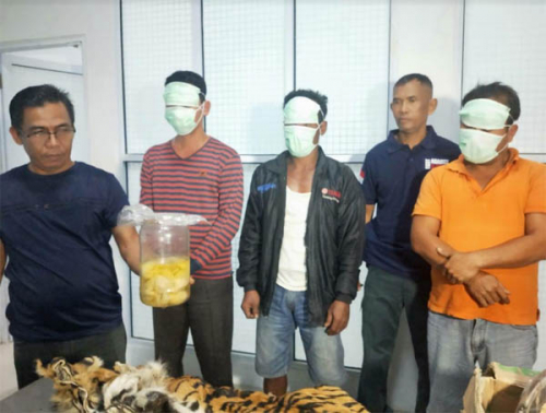 Tim Gabungan KLHK Tangkap Lima Pelaku Penjualan Organ Harimau Sumatera