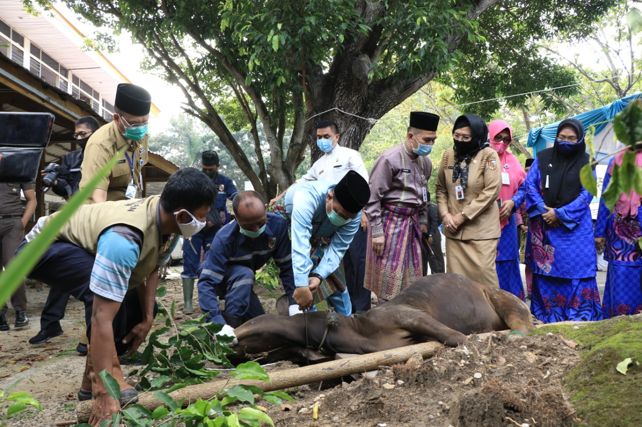 Pemko Pekanbaru Sembelih 44 Ekor Sapi