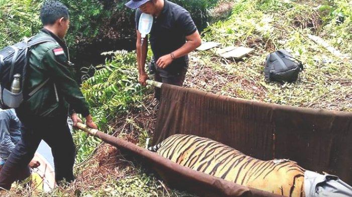 Kabar Harimau Sumatra Inung Rio yang Terkena Jerat Pemburu di Pelalawan Riau, Sudah Agresif Lagi