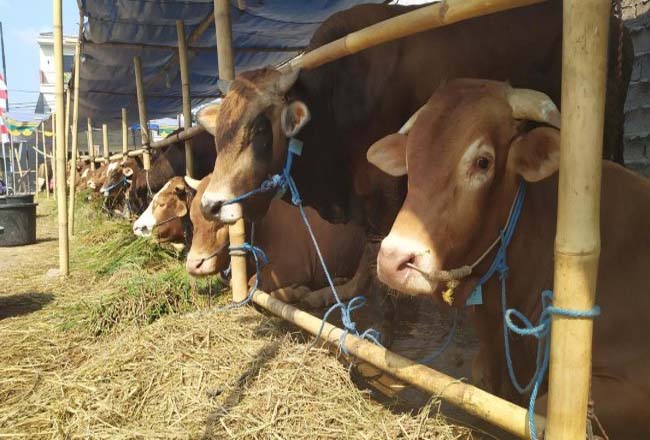 95 Persen Hewan di Pekanbaru Didatangkan dari Lampung