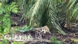 Bonita, Sang Harimau Ganas Pemakan Warga Berkeliaran di Kebun Sawit