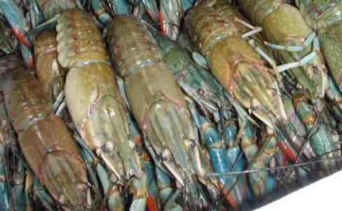 Benih Lobster Seharga Rp 32 Miliar Ini Mau Diselundupkan ke Singapura