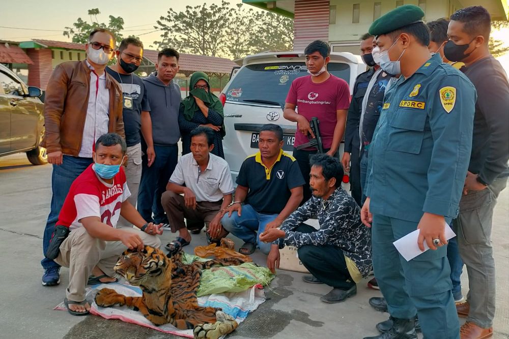 Gegera Jual Kulit Harimau, 4 Pelaku di Tangkap di SPBU Kampar Riau