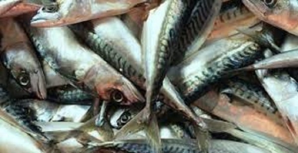 Harga Ikan Kembung di Pekanbaru Naik Rp 5 Ribu per Kilogram