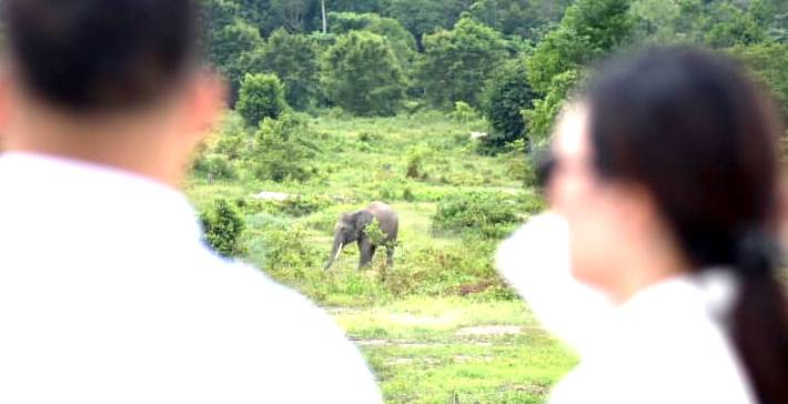 Ini Pengakuan Warga Soal Gajah Liar yang Sering Melintas di Tol Pekanbaru-Dumai