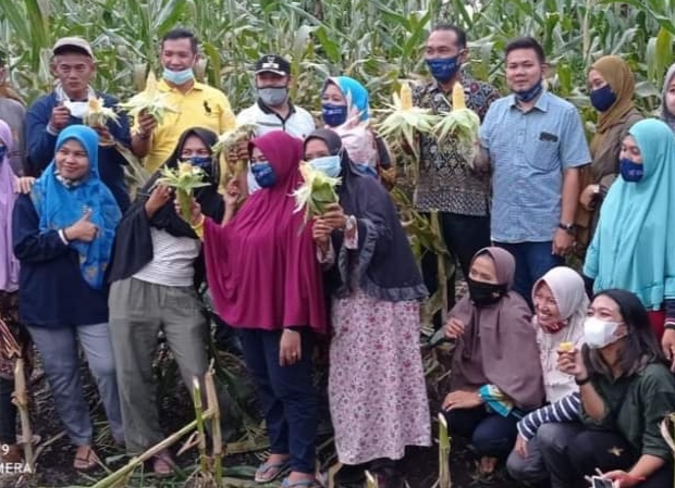 Kelompok Wanita Tani Mutiara Madani Panen Jagung bersama Kepala Disketapang