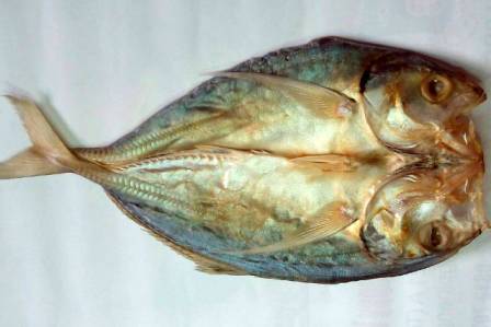 1,9 Ton Ikan Kering Berformalin di NTT Dimusnahkan