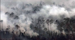 4 Zat Berbahaya Asap Hasil Kebakaran Hutan