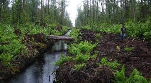 Wacana Pembubaran BRG, Walhi: Pencegahan Kerusakan Ekosistem Harus Dilanjutkan