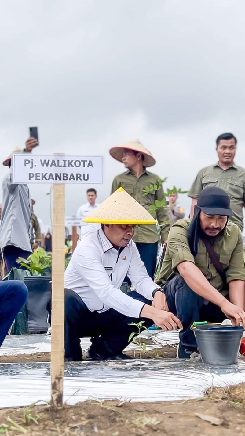 Gerakan Menanam Cabai di Pekanbaru Libatkan KWT Seluruh Kecamatan