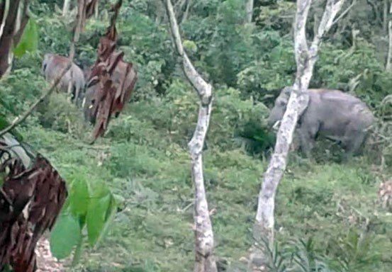 Warga Inhu Berharap Tak Ada Lagi Gajah Liar Masuk Perkebunan Warga
