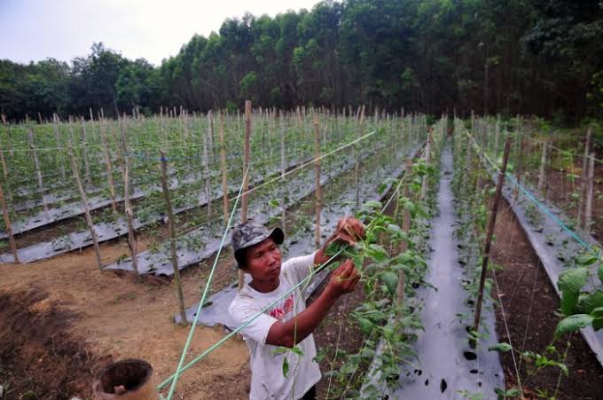 Dinas Ketahanan Pangan Bakal 'Sulap' Lahan di Rumbai Jadi Tempat Budidaya Holtikultura