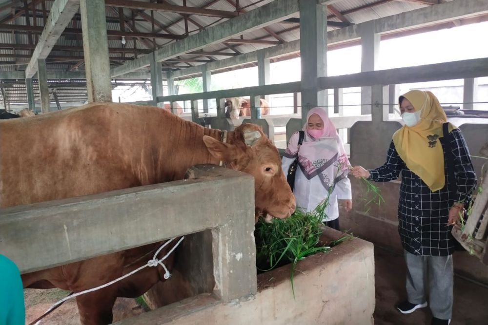Penyakit Mulut dan Kuku di Riau  Meluas di Tujuh Kabupaten